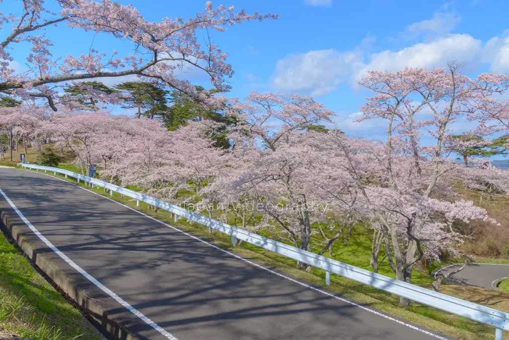 日本三景松島 西行戻しの松公園の遊歩道から見る桜の木