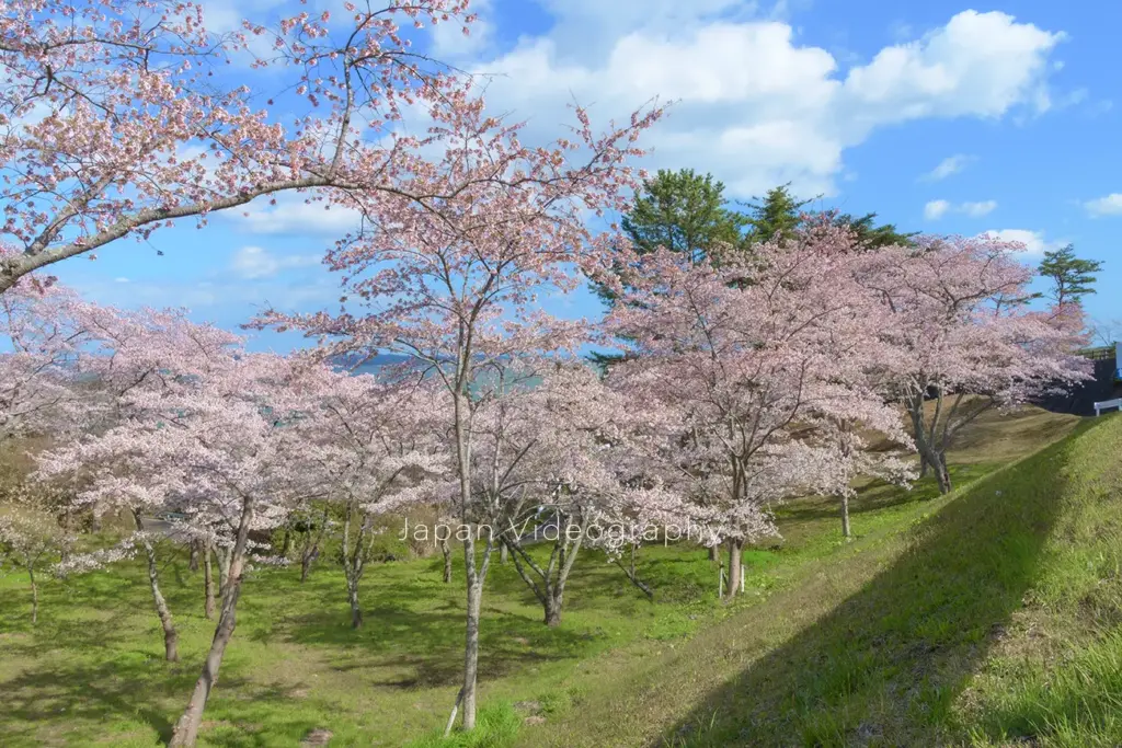 松島 西行戻しの松公園内で見る事が出来る桜