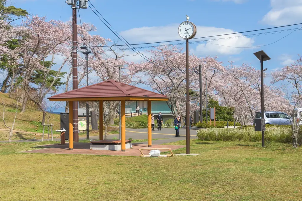 松島 西行戻しの松公園の広場と桜