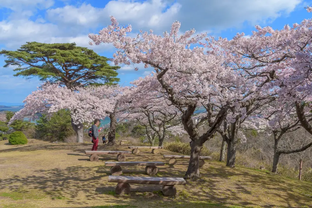 松島 西行戻しの松公園 パノラマハウス裏の桜の木