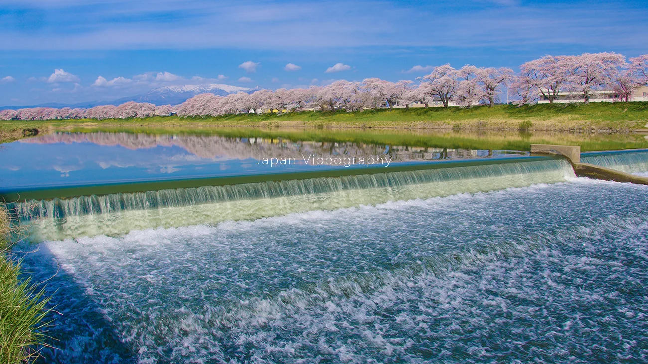 白石川堤一目千本桜 おおがわら桜まつりは2025年4月1日から開催｜宮城県大河原町