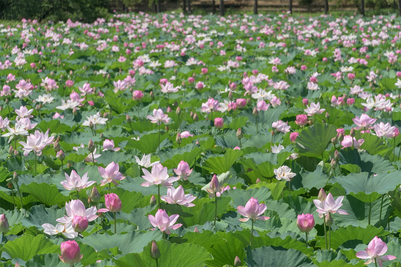 新潟県上越市 高田城址公園観蓮会