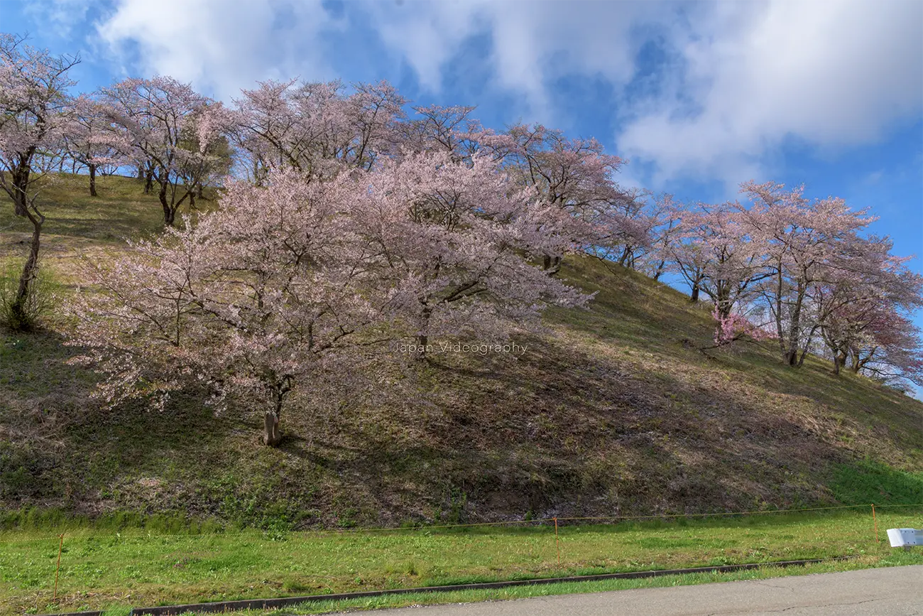秋田県大仙市 余目公園の桜