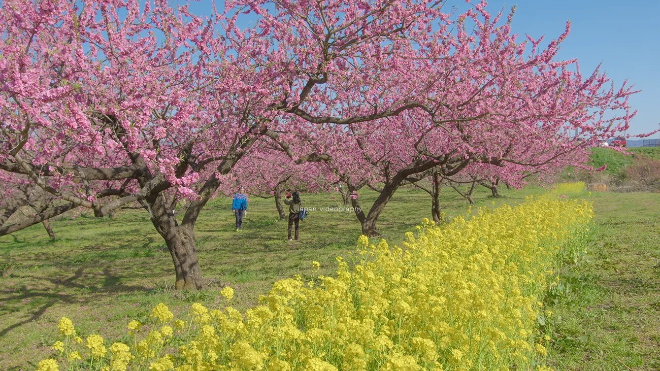 福島県福島市 飯坂温泉 花ももの里の風景と菜の花