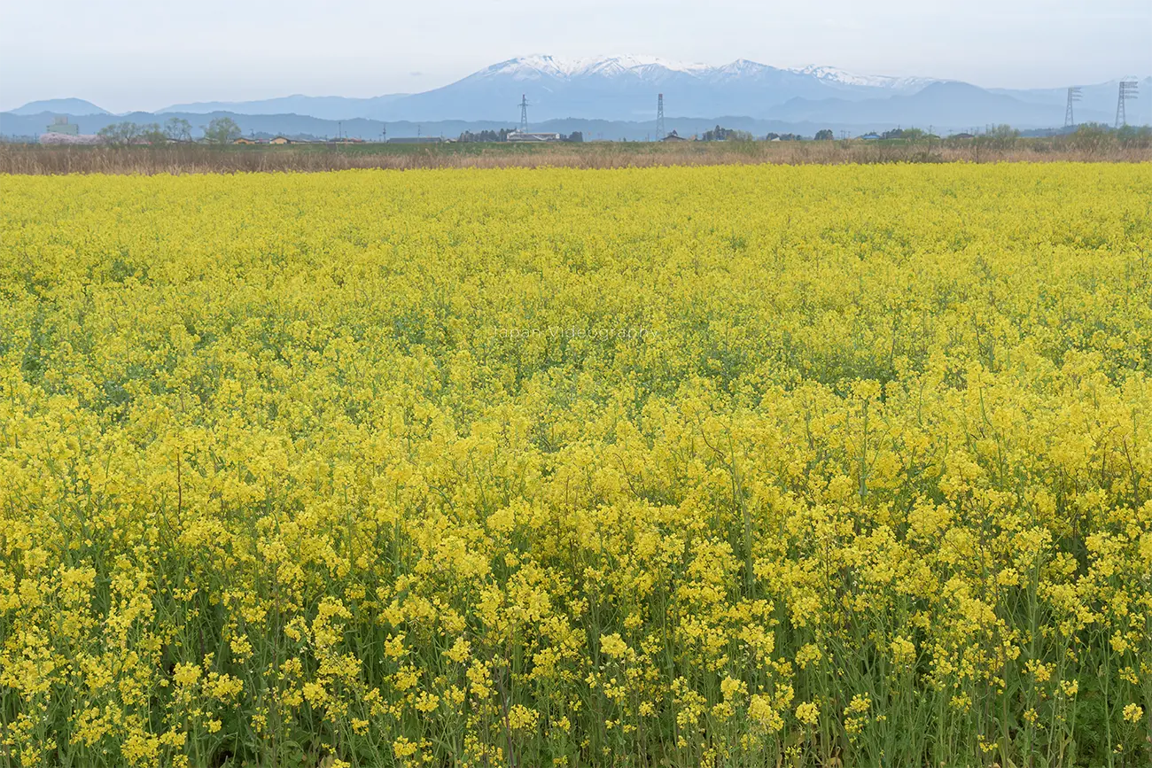 宮城県角田市 蔵王連峰を背景に咲くかくだの菜の花畑