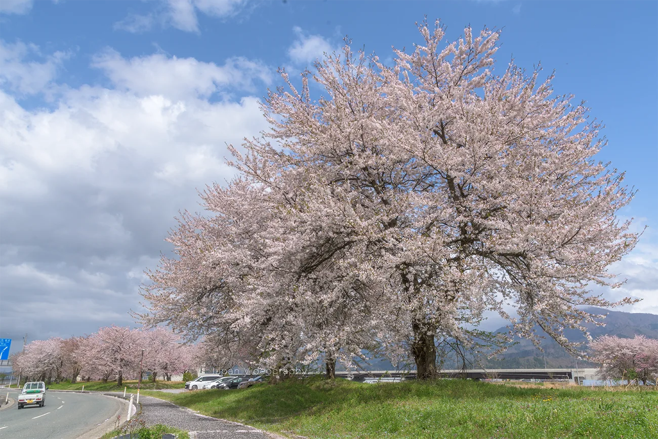 山形県村山市 大旦川沿いの桜並木