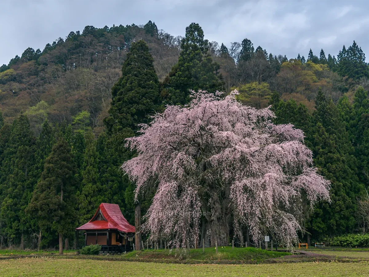 oshira-sakura-1200x900.webp