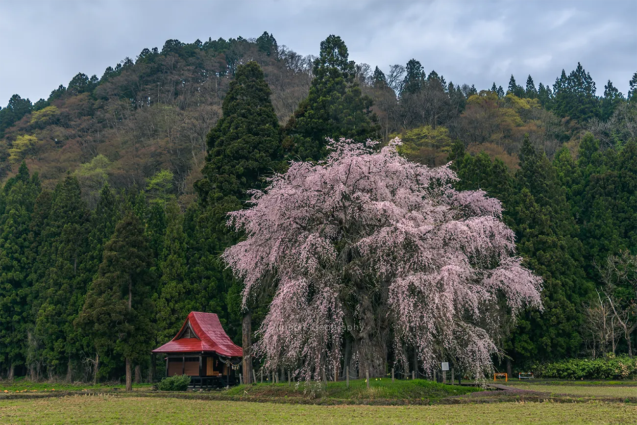 おしら様の枝垂れ桜 樹齢200年超の名桜が咲く白山神社の風景｜秋田県湯沢市