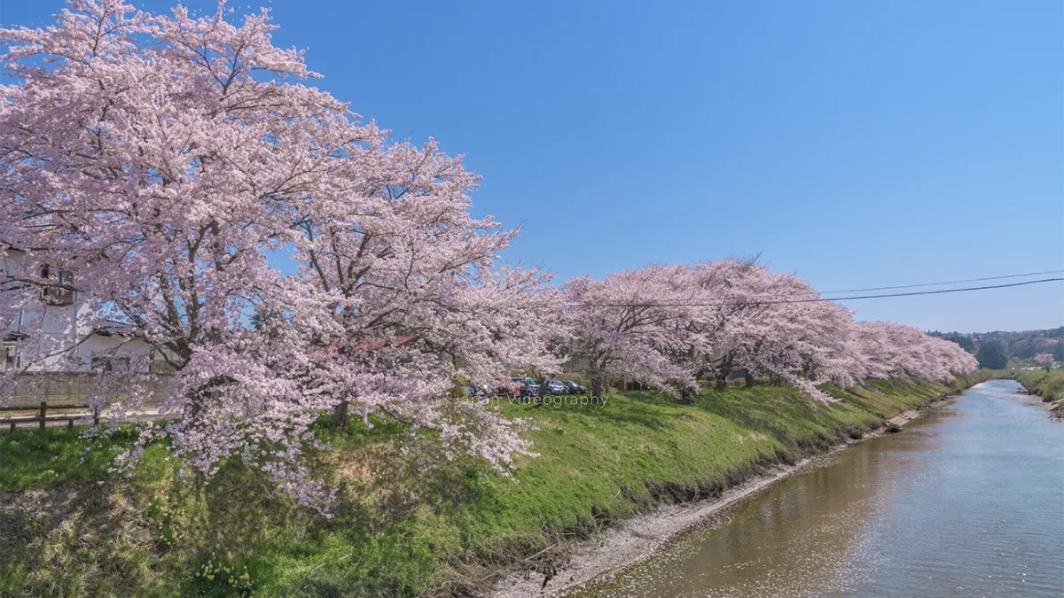 日本三景松島の隠れた桜名所！高城川の桜並木｜宮城県松島町・お花見