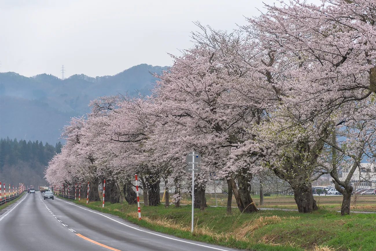 国道108号線沿いに咲く役内川の桜並木｜秋田県湯沢市・桜の名所