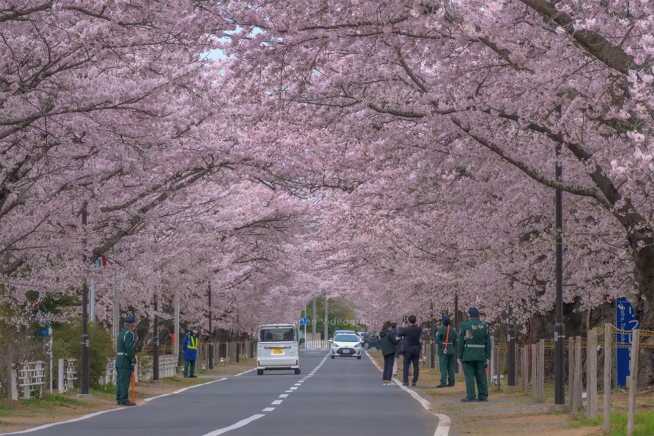福島県富岡町 夜ノ森の桜並木