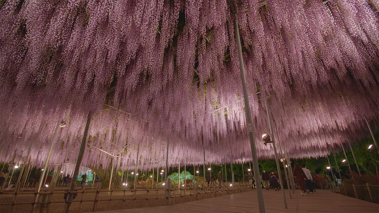 花の名所 あしかがフラワーパーク 大藤まつりを2025年4月12日から開催｜栃木県足利市