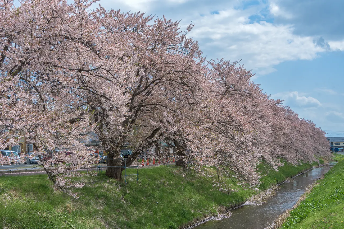 山形県村山市 JR村山駅前の桜並木