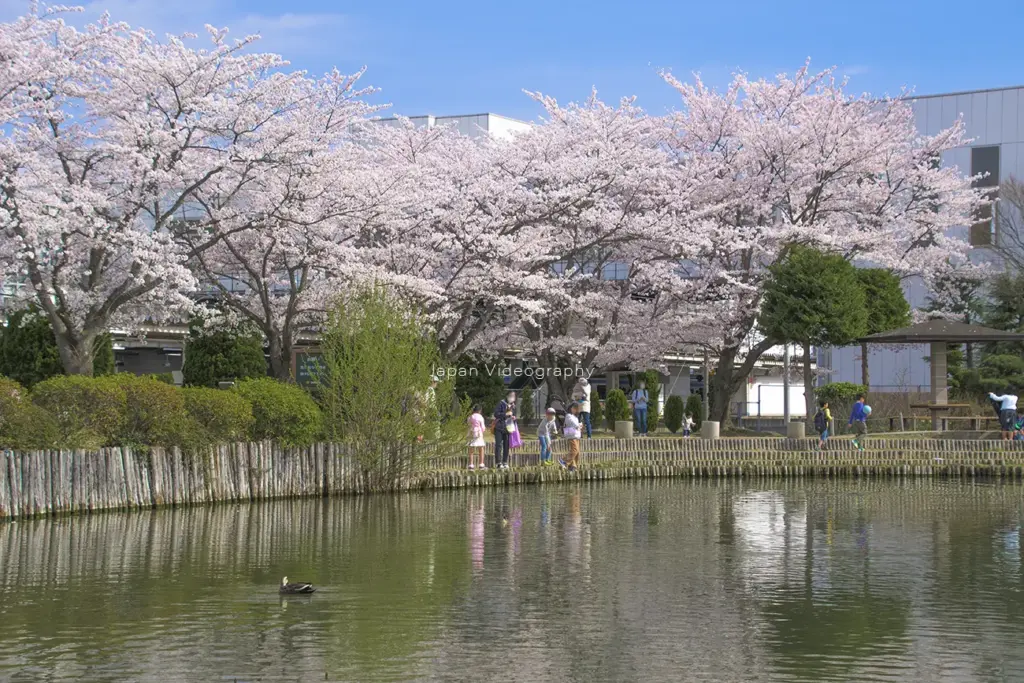 サッポロビール仙台工場 ビオトープ園に咲く桜と近隣住民の方々