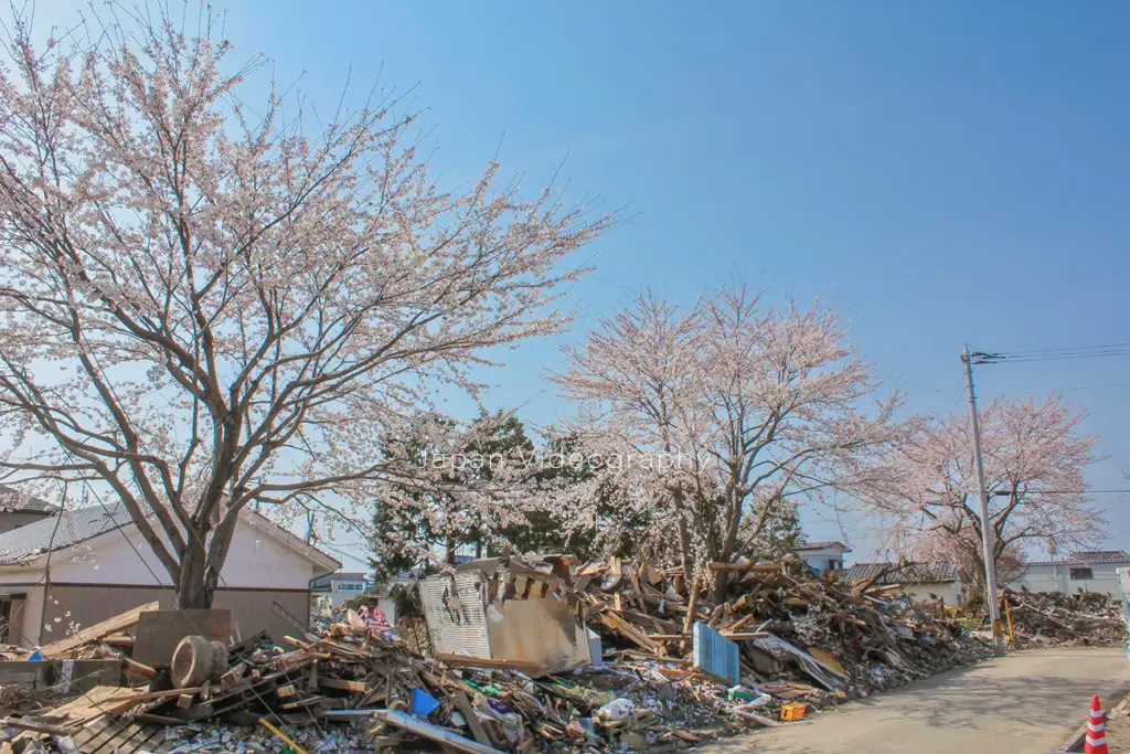 宮城県仙台市蒲生地区に咲いた桜