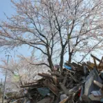 東日本大震災の津波被害を受けて瓦礫に埋もれながら咲いた蒲生地区の桜