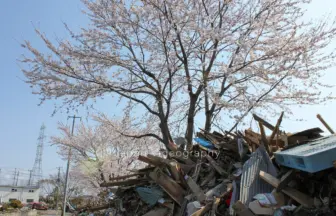 東日本大震災の津波被害を受けて瓦礫に埋もれながら咲いた蒲生地区の桜