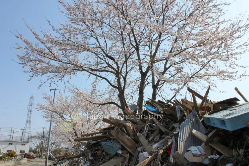 東日本大震災の津波被害を受けて瓦礫に埋もれながら咲いた蒲生地区の桜