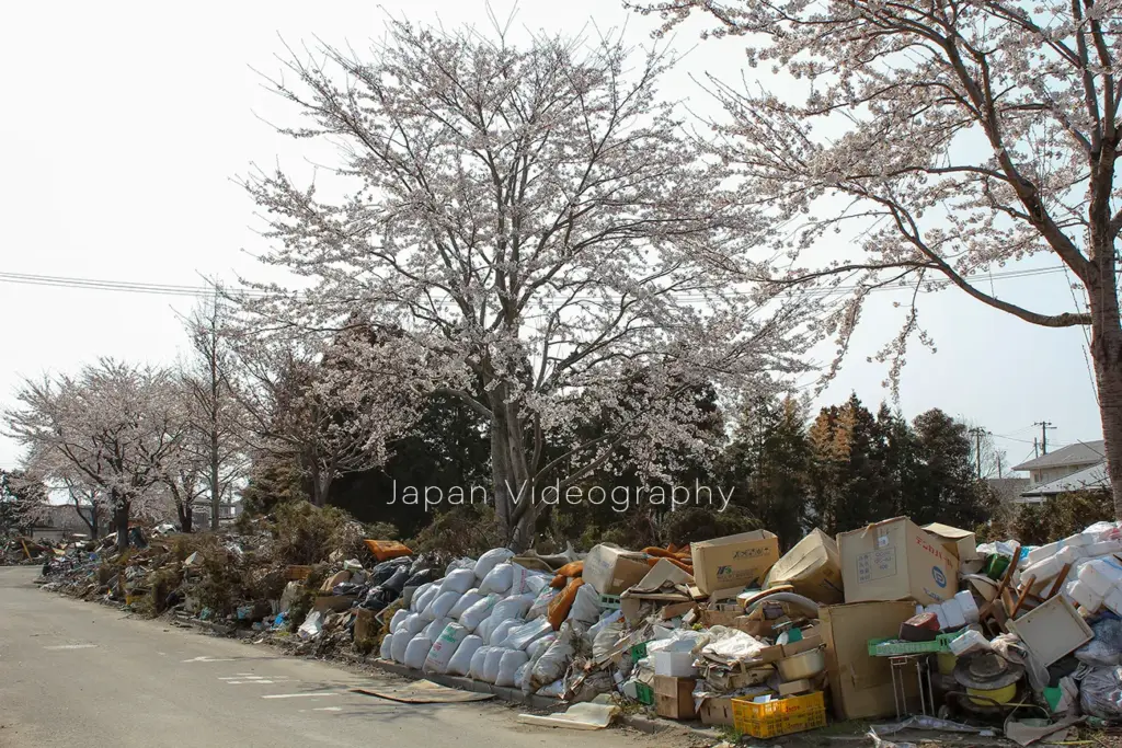 宮城県仙台市蒲生地区で瓦礫に埋もれながら咲いた桜