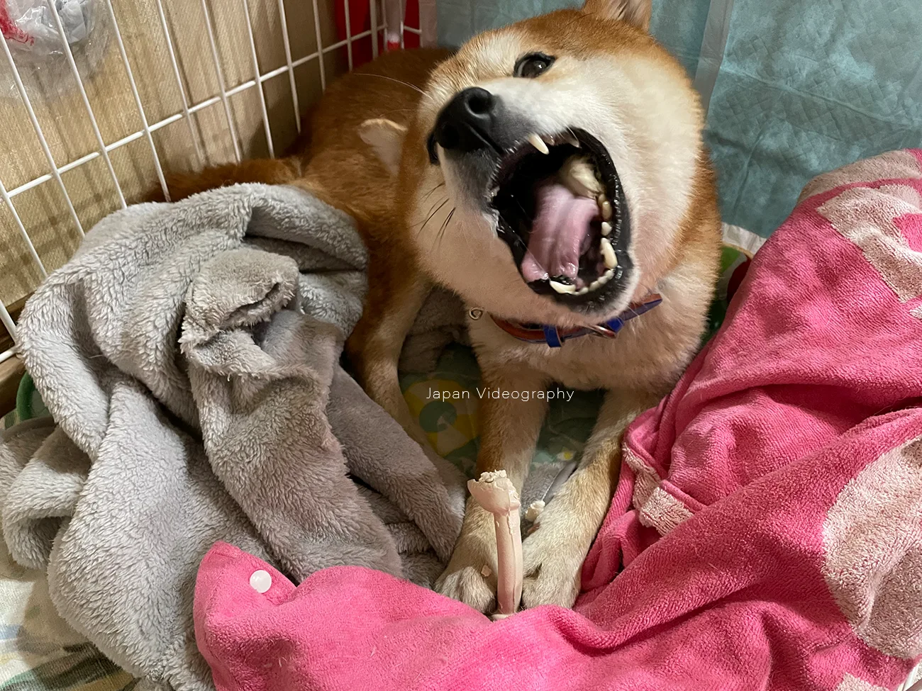 ゴン太のほねっこを食べている最中の柴犬りゅうのすけの変顔