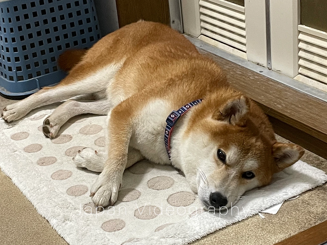 脱衣洗面所で寝転がっている可愛い柴犬の写真