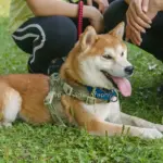 宮城県仙台市 泉ボタニカルガーデン内で遊んだ後の柴犬