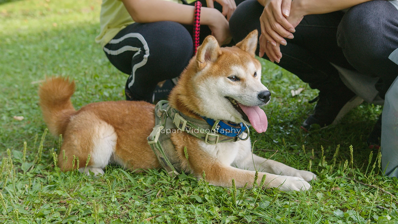 宮城県仙台市 泉ボタニカルガーデン内で遊んだ後の柴犬