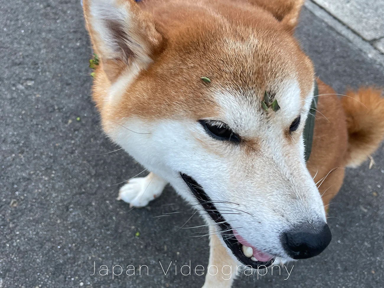 元保護犬の柴犬が頭に付けている通称くっつき虫の植物の画像