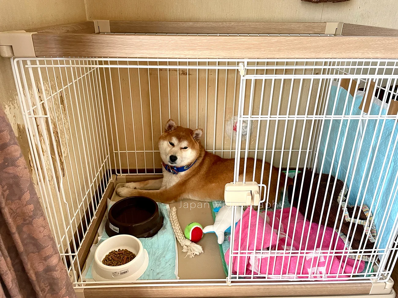 元保護犬の柴犬りゅうが動物保護団体から正式に譲渡へ、新しい家族になりました。