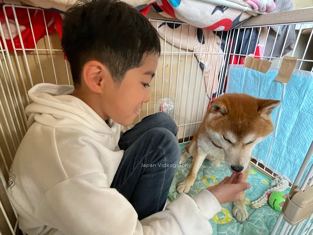 お兄ちゃんと柴犬が入れるペットケージ