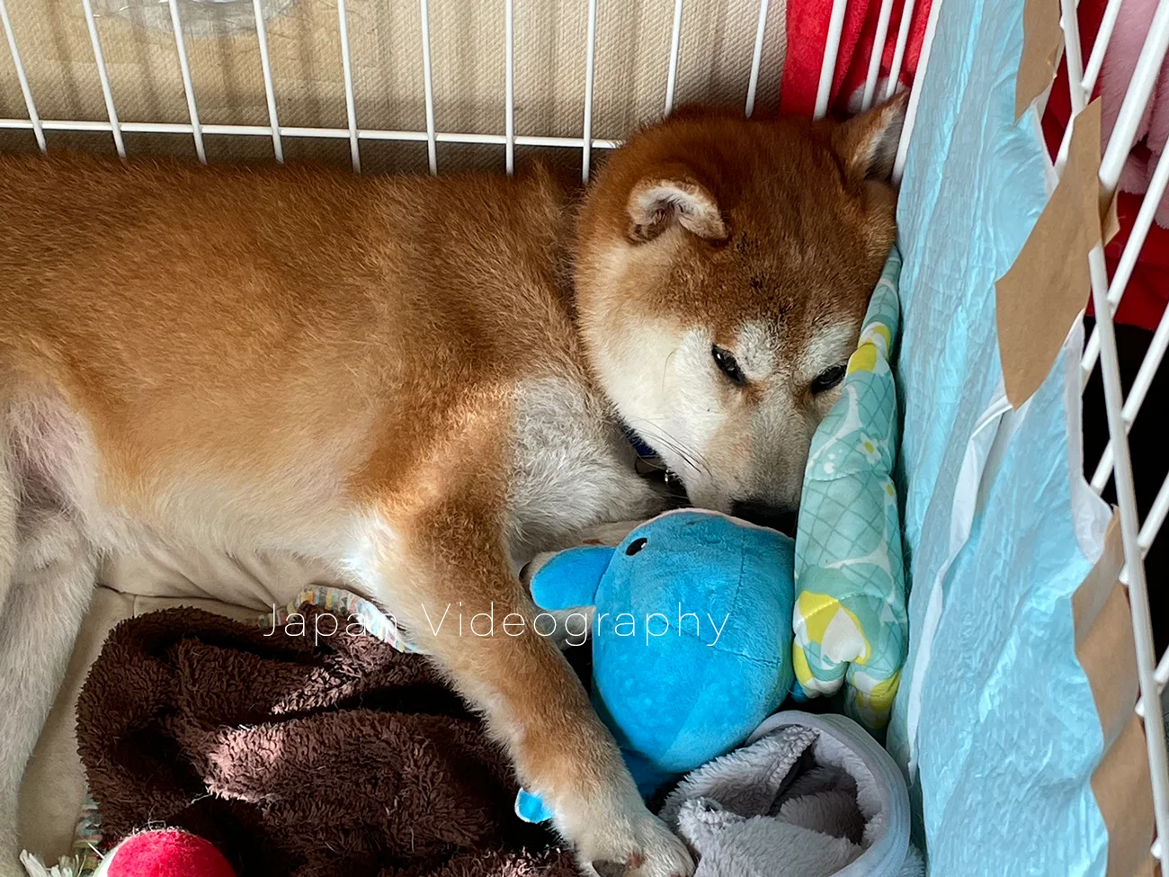 ペット用のおもちゃをそばに置いている柴犬の写真