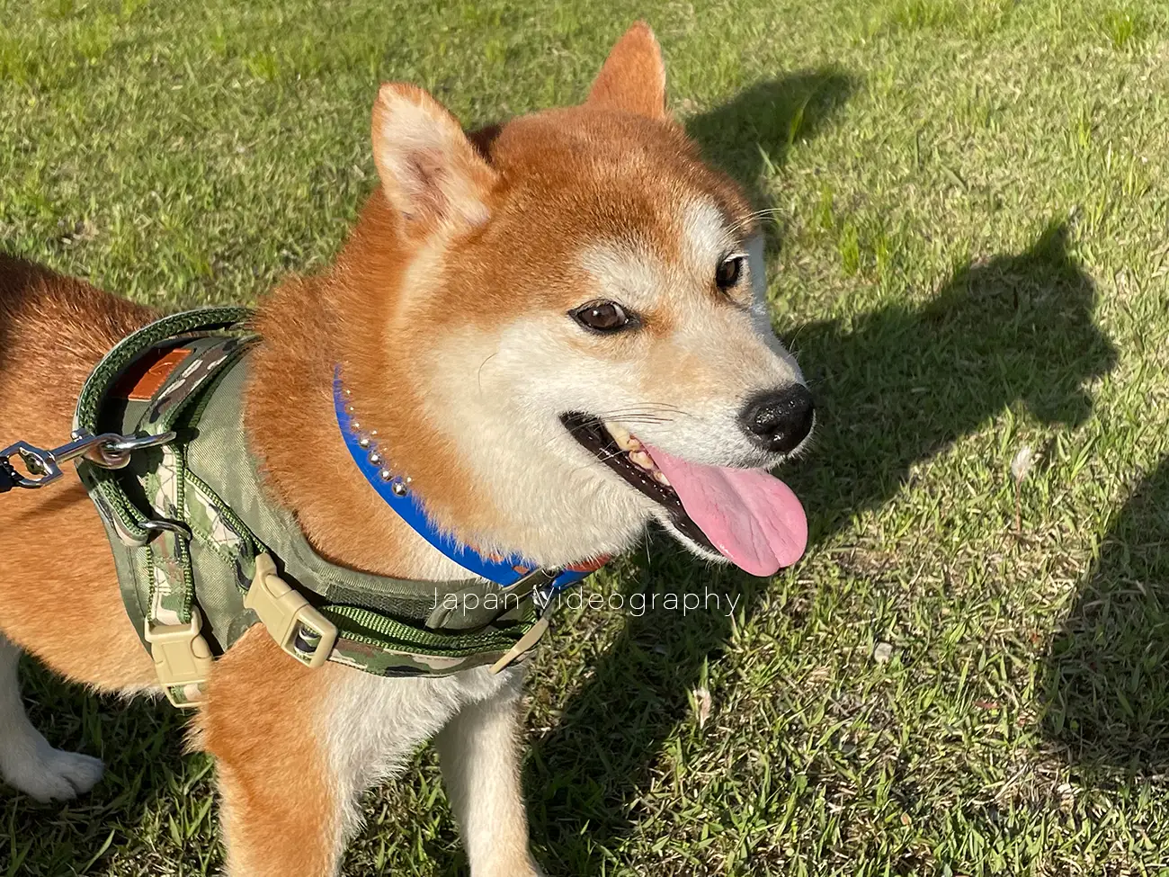 散歩中の公園で撮影をした柴犬のりゅうのすけ