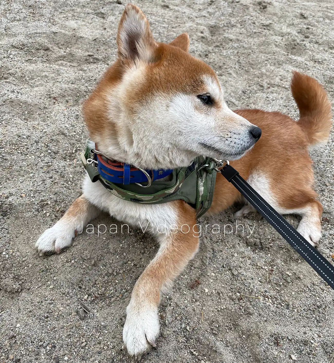 柴犬りゅうのすけが砂場で遊んでいる時の画像
