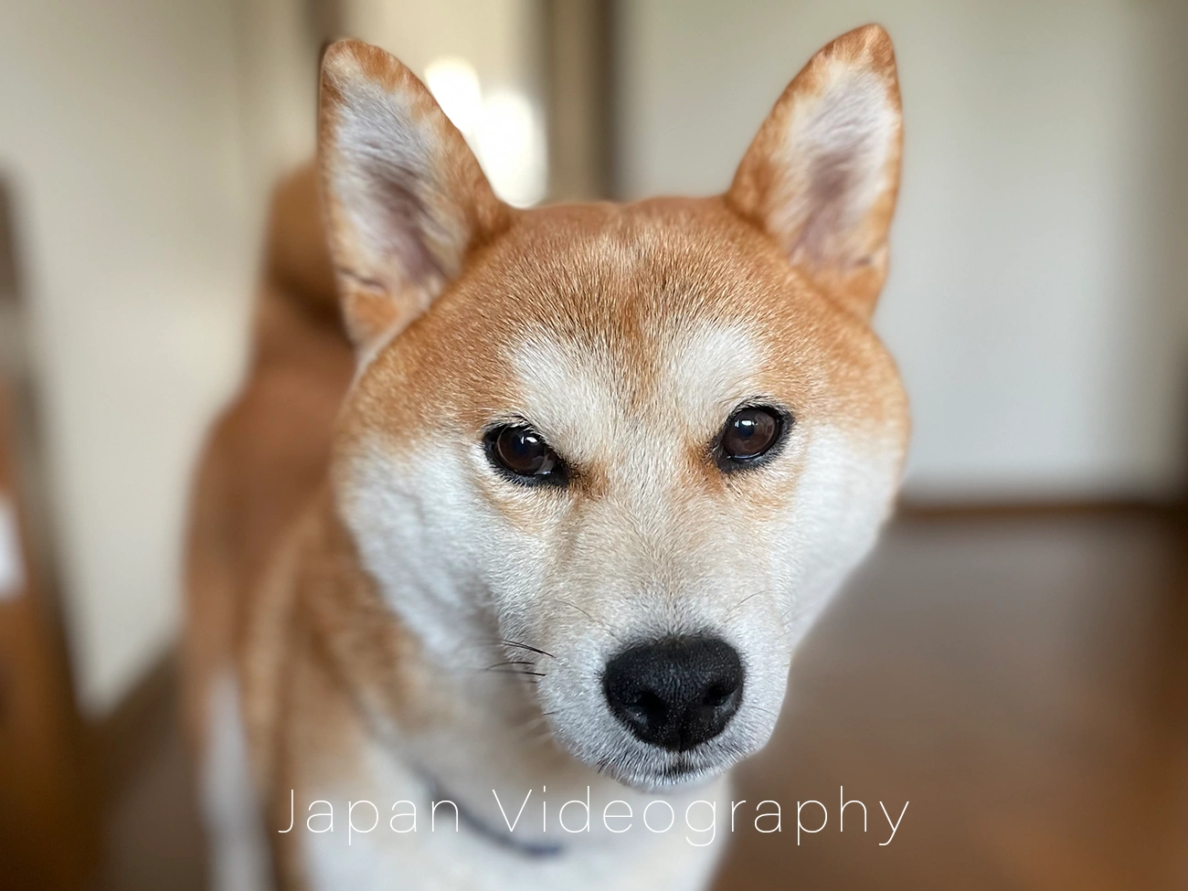 記事トップ用柴犬のりゅうのすけの画像