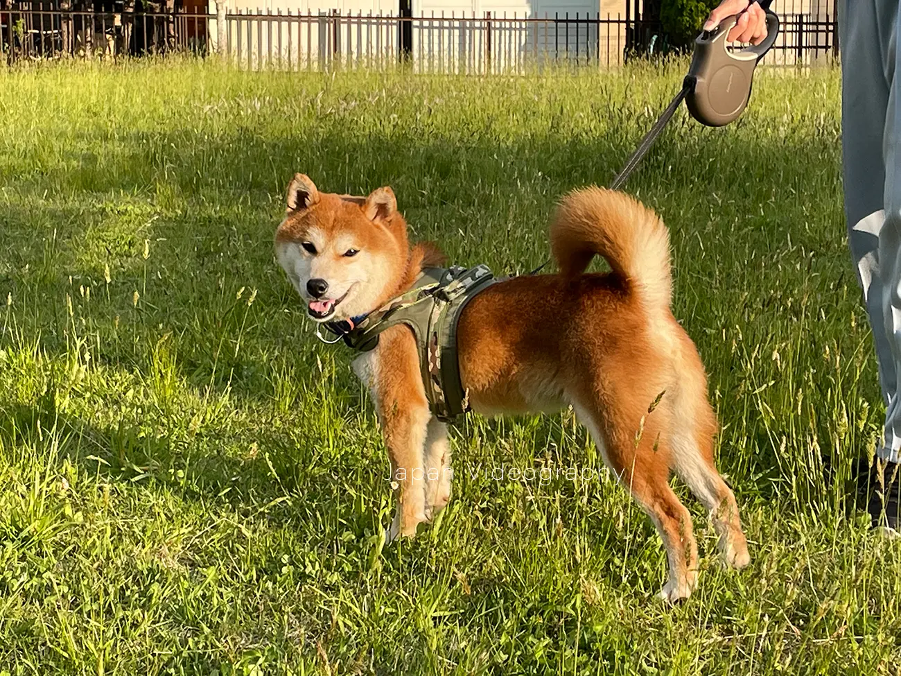 散歩をして満足そうな柴犬のりゅうのすけの画像