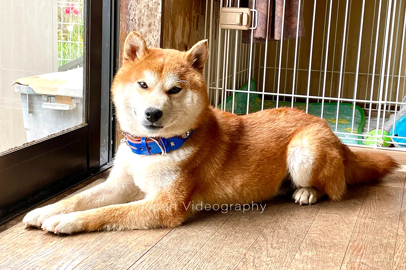 写真はケージから出て休憩をしている柴犬のりゅうのすけ