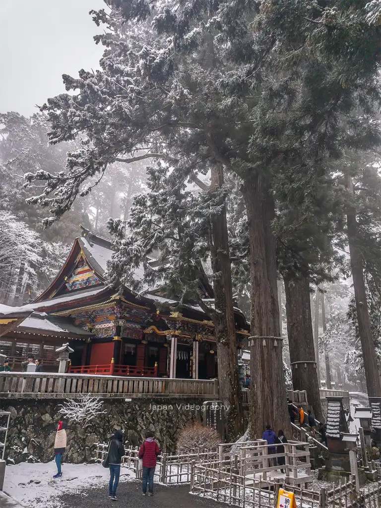 三峰神社の御神木 樹齢800年の重忠杉