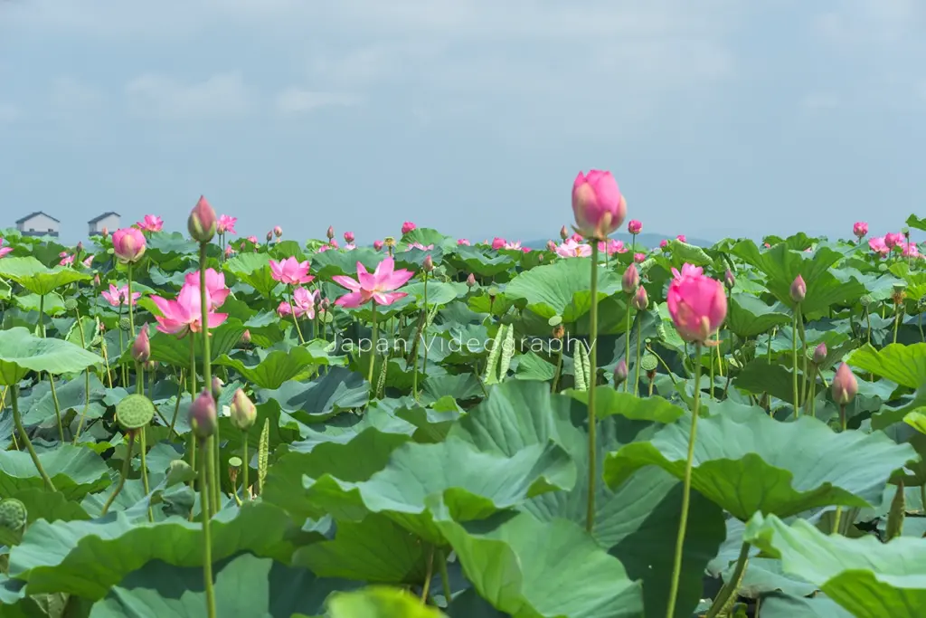 長沼ボート場ハスまつりの蓮の花が咲く風景