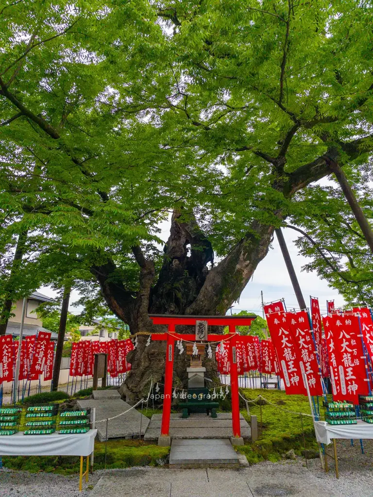 埼玉県秩父市 秩父今宮神社の龍神木