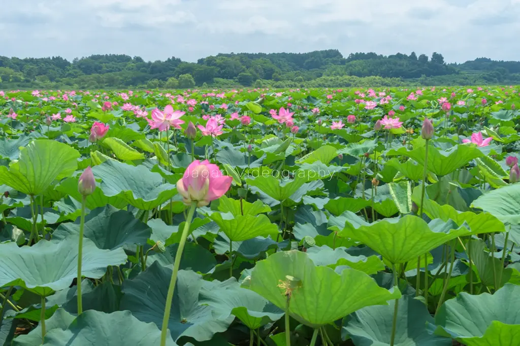 長沼ボート場ハスまつりの蓮の花が咲く風景