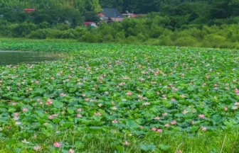 長沼ボート場ハスまつりの風景
