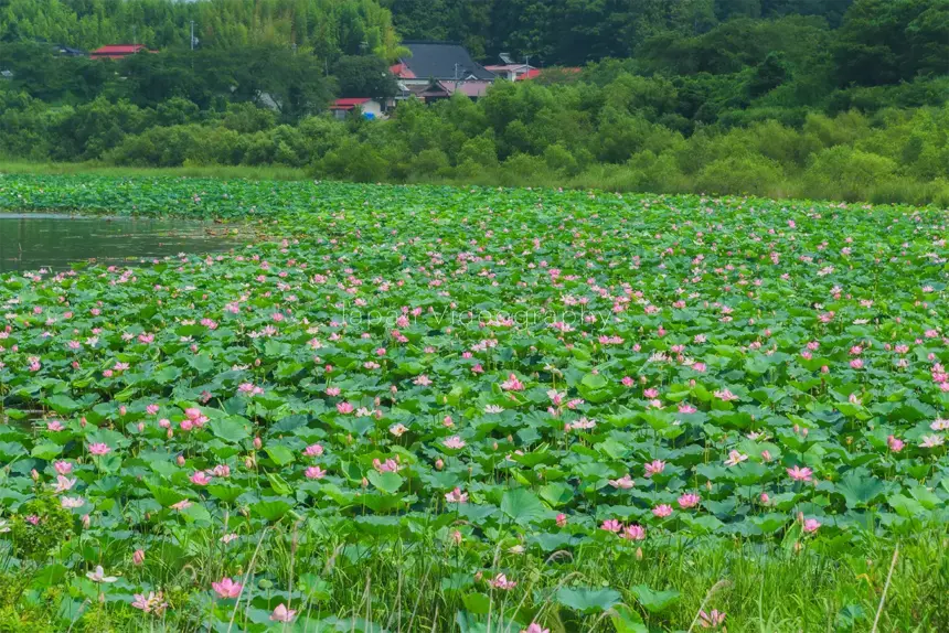 長沼ボート場ハスまつりの風景