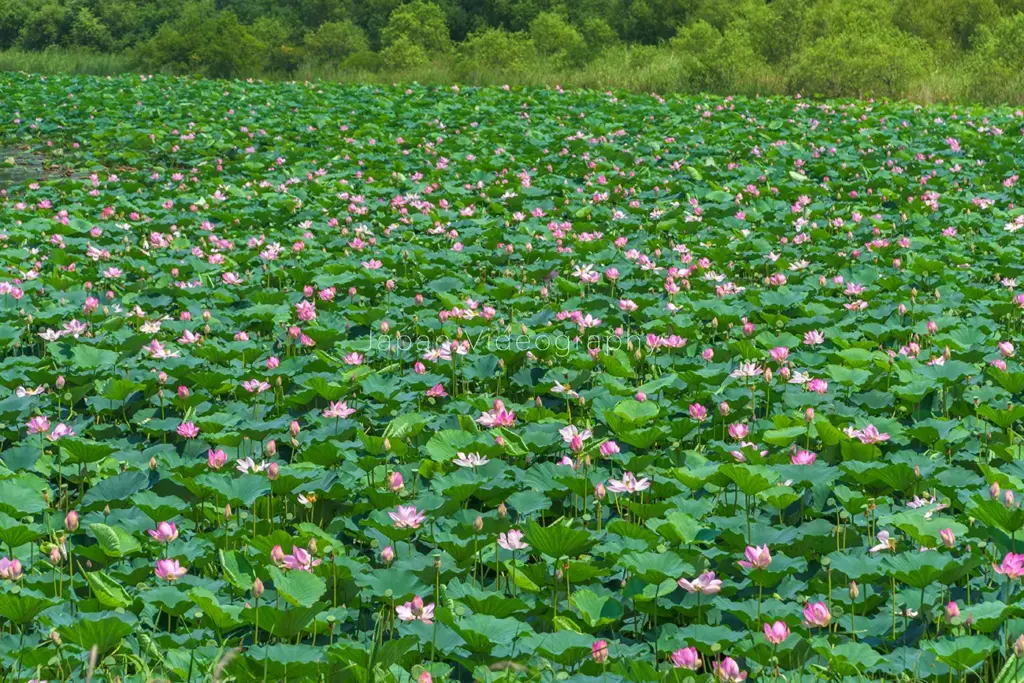 長沼ボート場ハスまつりの風景