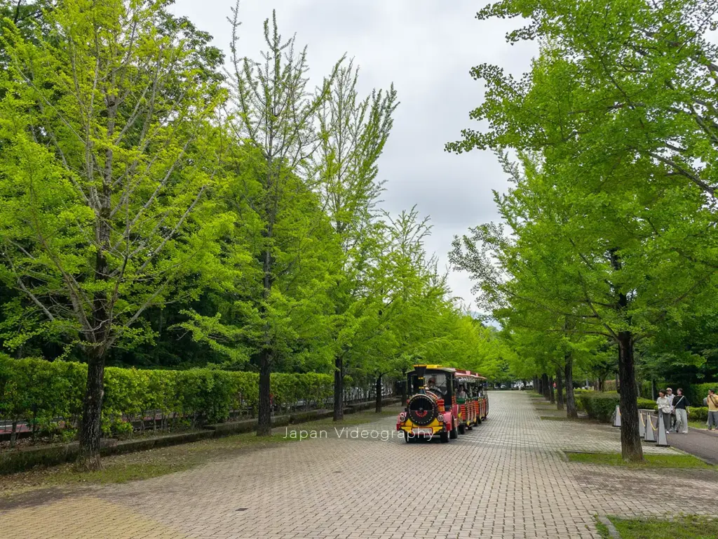 埼玉県秩父市 秩父ミューズパーク 銀杏並木とスカイトレイン