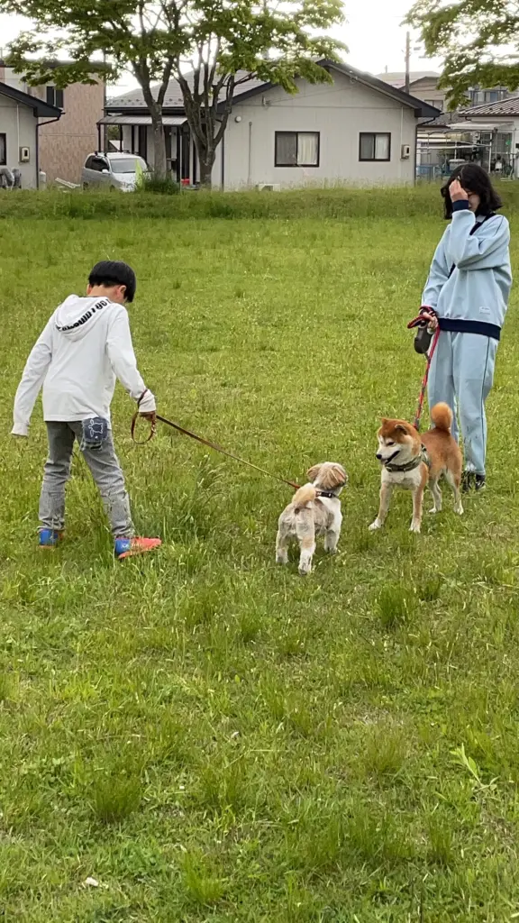 柴犬のりゅうのすけのお友達