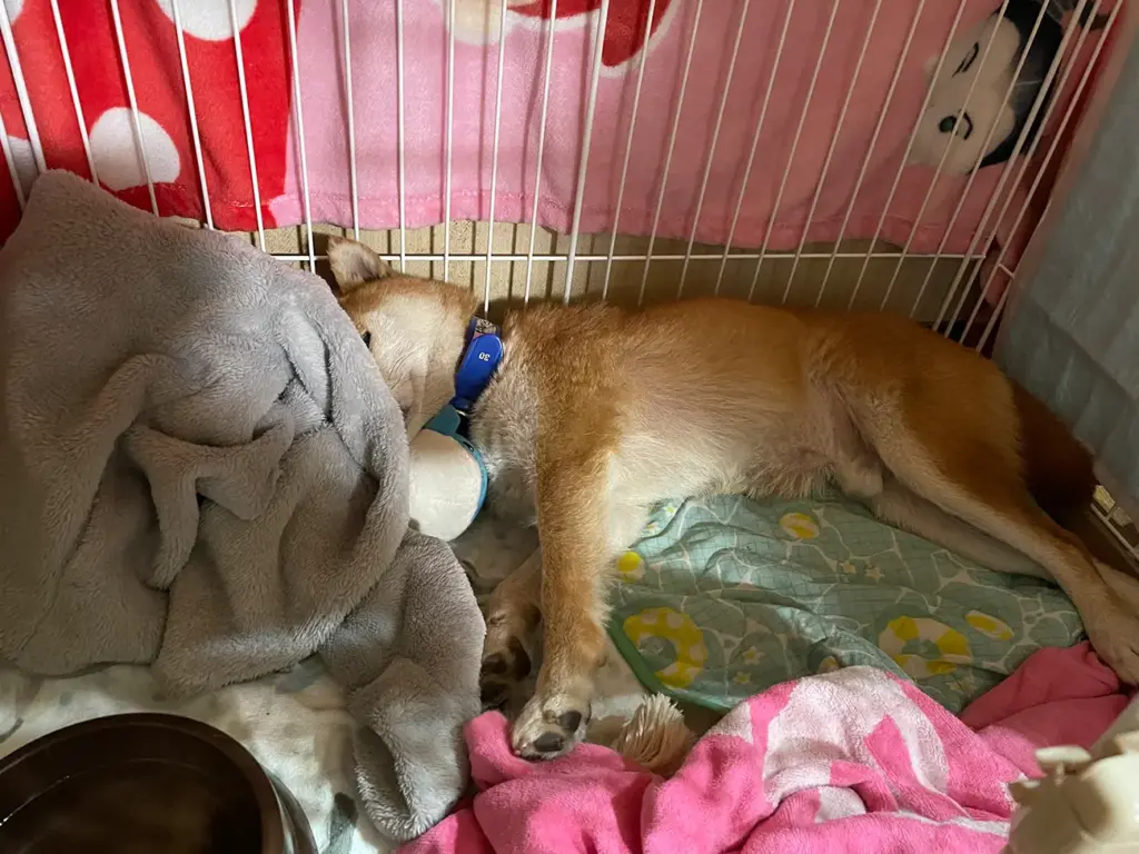 散歩をたっぷりして帰宅後に寝た柴犬のりゅうのすけ