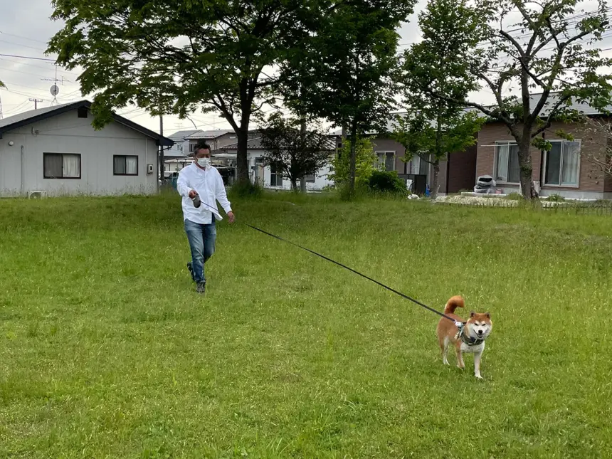柴犬のリュウノスケと散歩をしている飼い主の写真