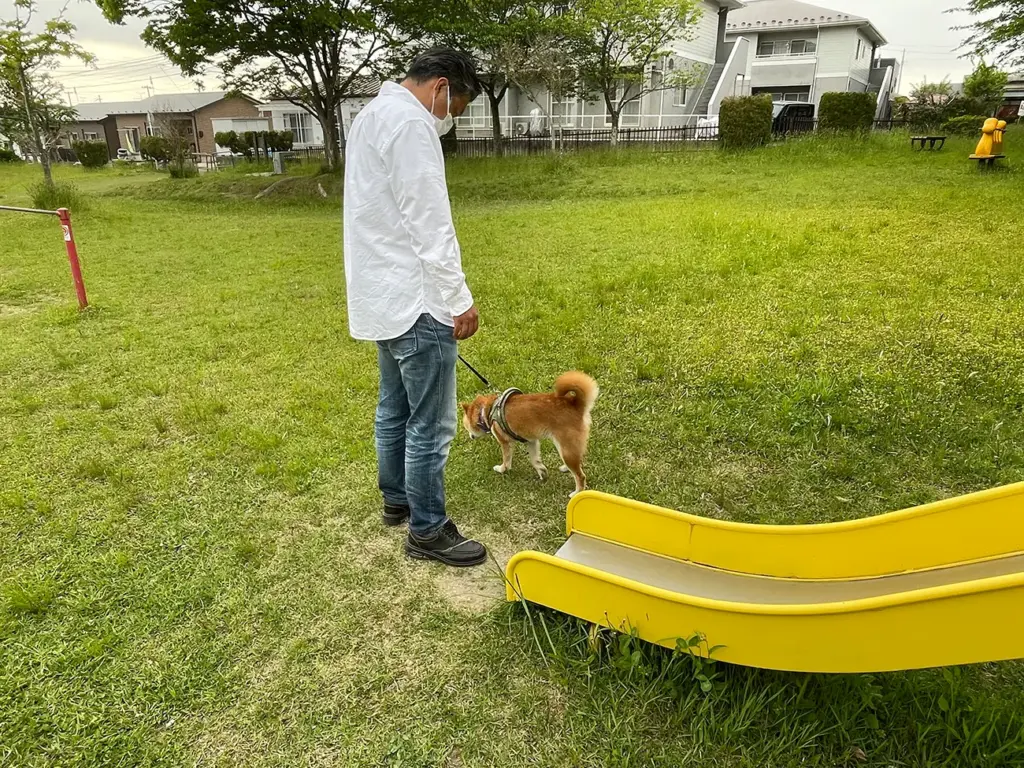 ちょろちょろと傍を付きまとう柴犬のりゅうのすけ