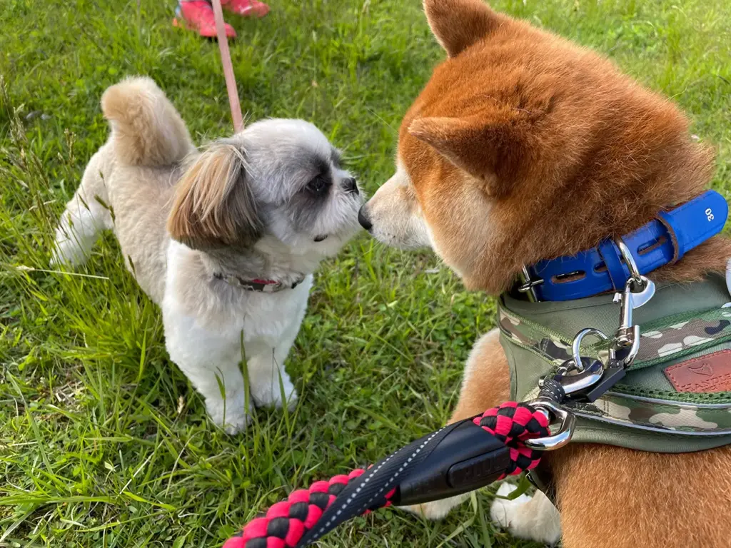 仲良くなった柴犬のりゅうのすけのお友達