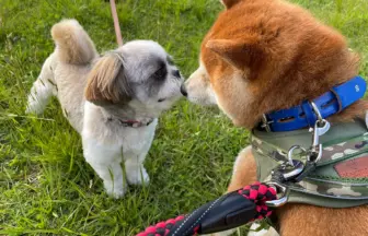 仲良くなった柴犬のりゅうのすけのお友達